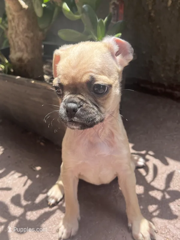 N/A – Pug puppy for sale in Los Angeles, CA