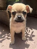 N/A, a male Chihuahua and Pug for sale in Los Angeles, CA – 1 of 1