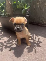 N/A, a male Chihuahua and Pug for sale in Los Angeles, CA – 1 of 1