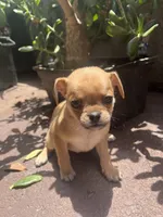 N/A, a female Chihuahua and Pug for sale in Los Angeles, CA – 1 of 1