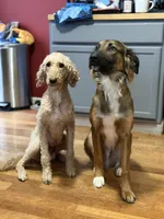 Baby Bear , a male Goldendoodle and Miniature Australian Shepherd for sale in Puyallup, WA – Photo 2 of 5