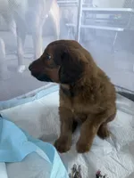 Baby Bear , a male Goldendoodle and Miniature Australian Shepherd for sale in Puyallup, WA – Photo 5 of 5