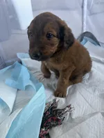 Baby Bear , a male Goldendoodle and Miniature Australian Shepherd for sale in Puyallup, WA – Photo 4 of 5