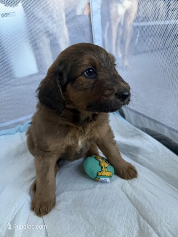 Baby Bear  – Goldendoodle, Miniature Australian Shepherd puppy for sale in Puyallup, WA