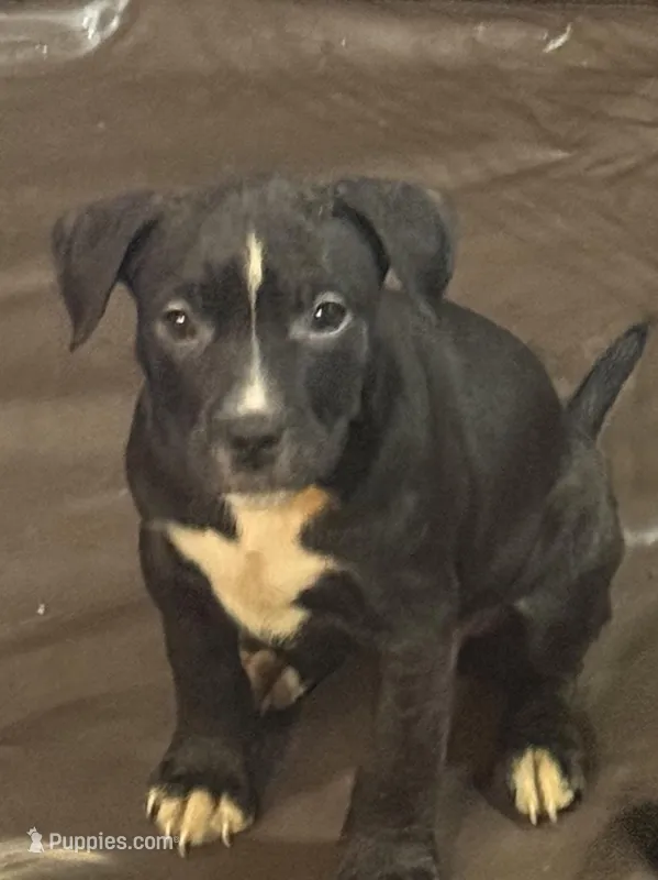 Sassy – American Bully puppy for sale in Merrillville, IN