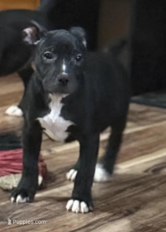 Candy – American Pit Bull Terrier puppy for sale in Merrillville, IN