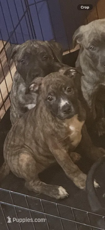 Sasha – American Bully puppy for sale in Merrillville, IN