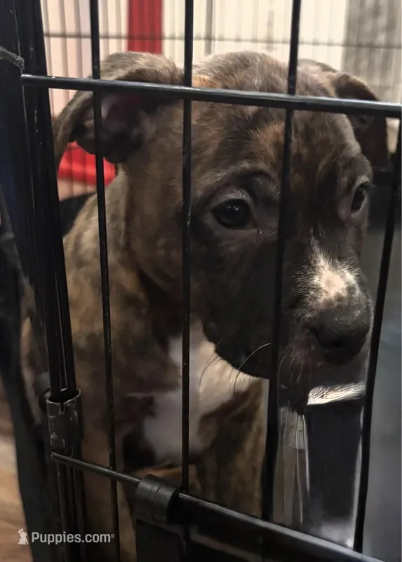 Sasha – American Pit Bull Terrier puppy for sale in Merrillville, IN