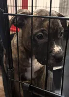 Sasha, a female American Pit Bull Terrier for sale in Merrillville, IN – Photo 1 of 2