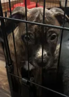 Sasha, a female American Pit Bull Terrier for sale in Merrillville, IN – Photo 2 of 2