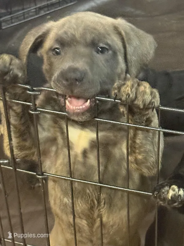 Ralo – American Bully puppy for sale in Merrillville, IN