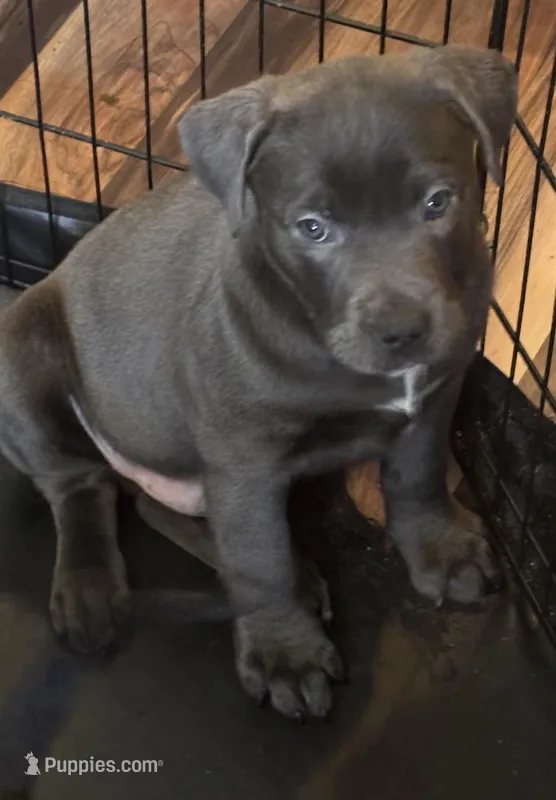 Biggs – American Pit Bull Terrier puppy for sale in Merrillville, IN