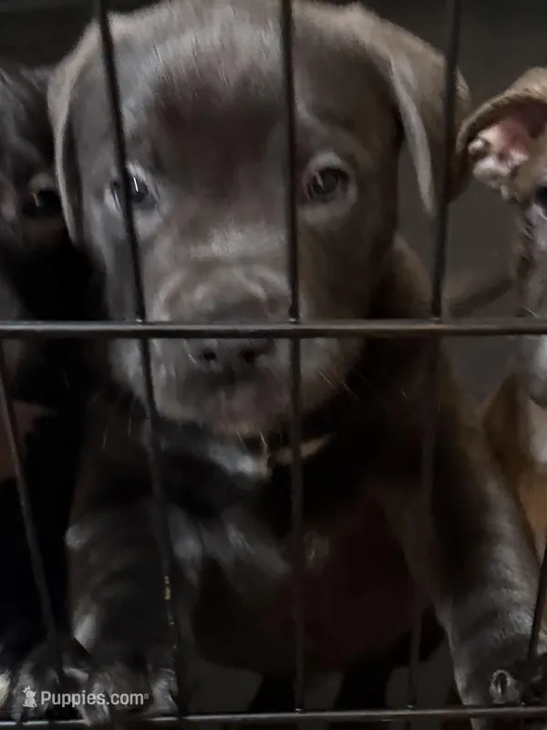 Biggs – American Bully puppy for sale in Merrillville, IN