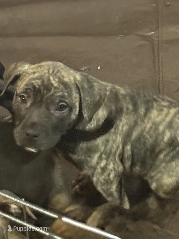 Chase – American Bully puppy for sale in Merrillville, IN