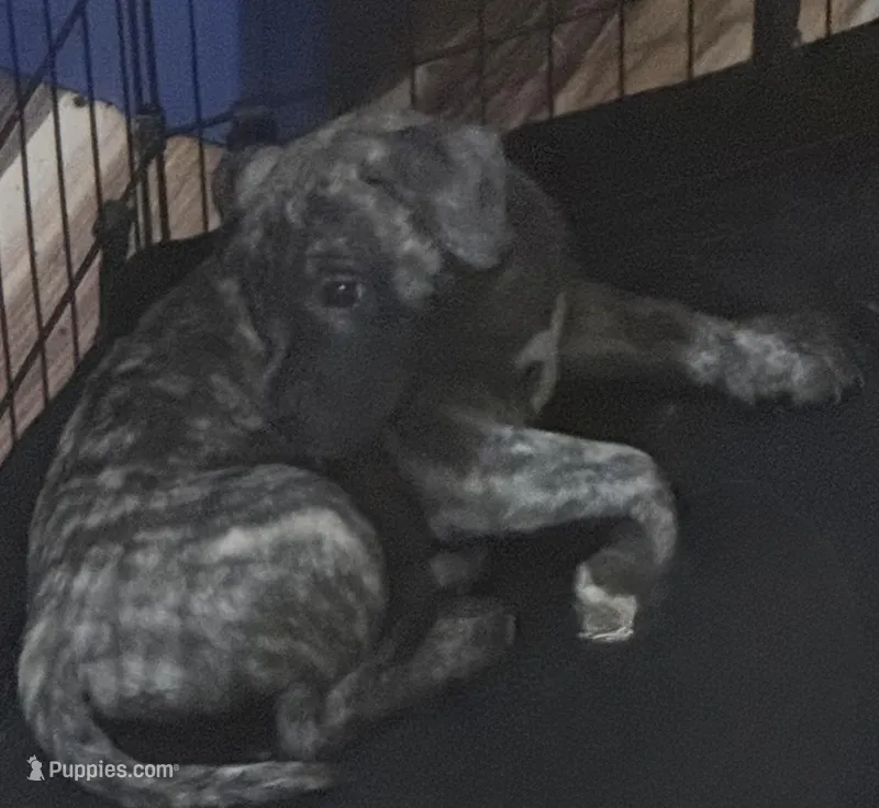 Chapo – American Bully puppy for sale in Merrillville, IN