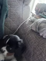 Rowdy, a male Cavalier King Charles Spaniel for sale in Conway, SC – Photo 3 of 3