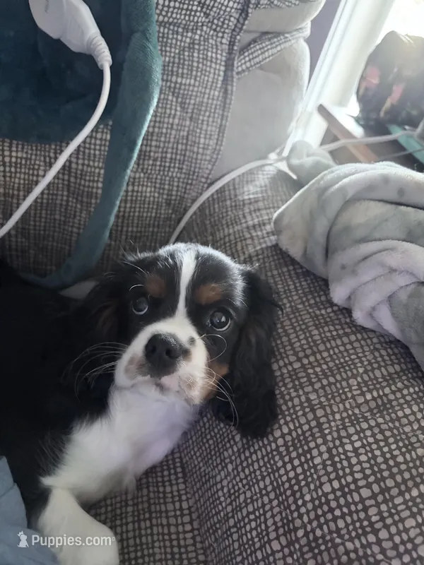 Rowdy – Cavalier King Charles Spaniel puppy for sale in Conway, SC