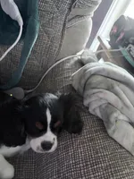 Rowdy, a male Cavalier King Charles Spaniel for sale in Conway, SC – Photo 2 of 3