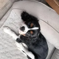 Male 3, a male Cavalier King Charles Spaniel for sale in Conway, SC – Photo 6 of 6