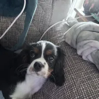 Male 3, a male Cavalier King Charles Spaniel for sale in Conway, SC – Photo 1 of 6