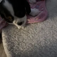 Male 3, a male Cavalier King Charles Spaniel for sale in Conway, SC – Photo 3 of 6