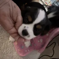 Male 3, a male Cavalier King Charles Spaniel for sale in Conway, SC – Photo 4 of 6