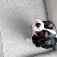 Male 3, a male Cavalier King Charles Spaniel for sale in Conway, SC – Photo 2 of 6