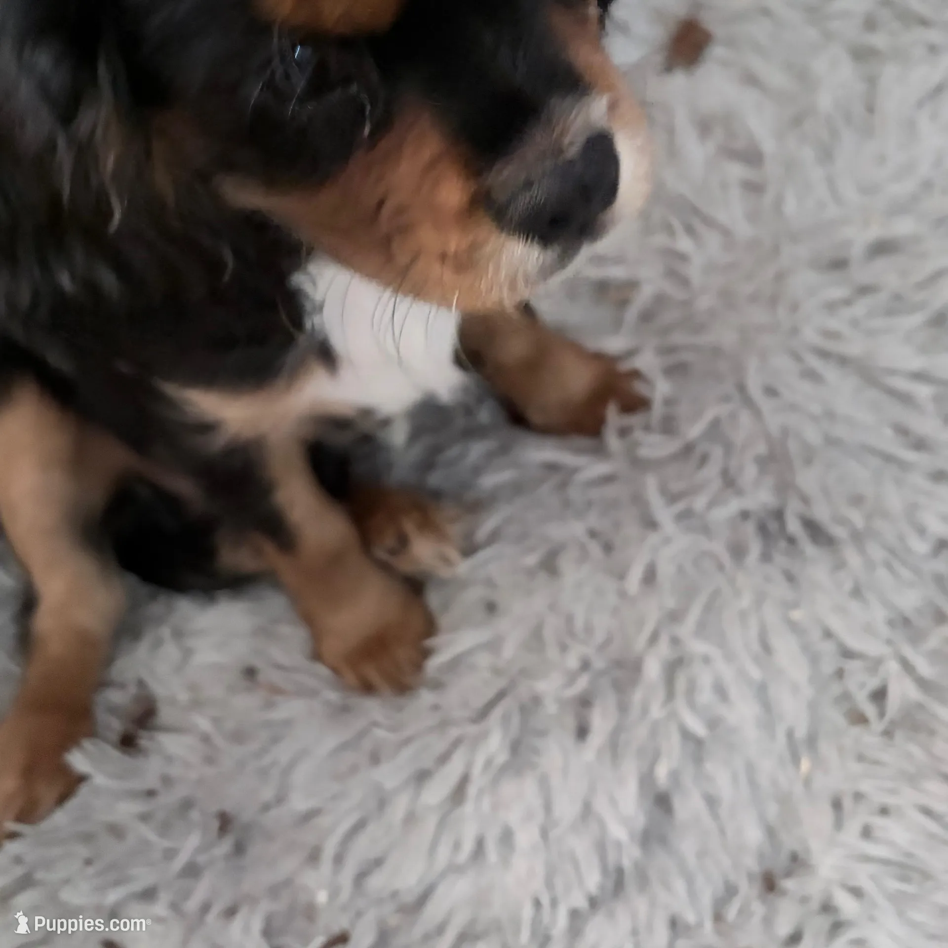 Chewbacca, a male Cavalier King Charles Spaniel for sale in Conway, SC – Photo 4 of 5