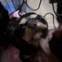 Chewbacca, a male Cavalier King Charles Spaniel for sale in Conway, SC – Photo 4 of 5