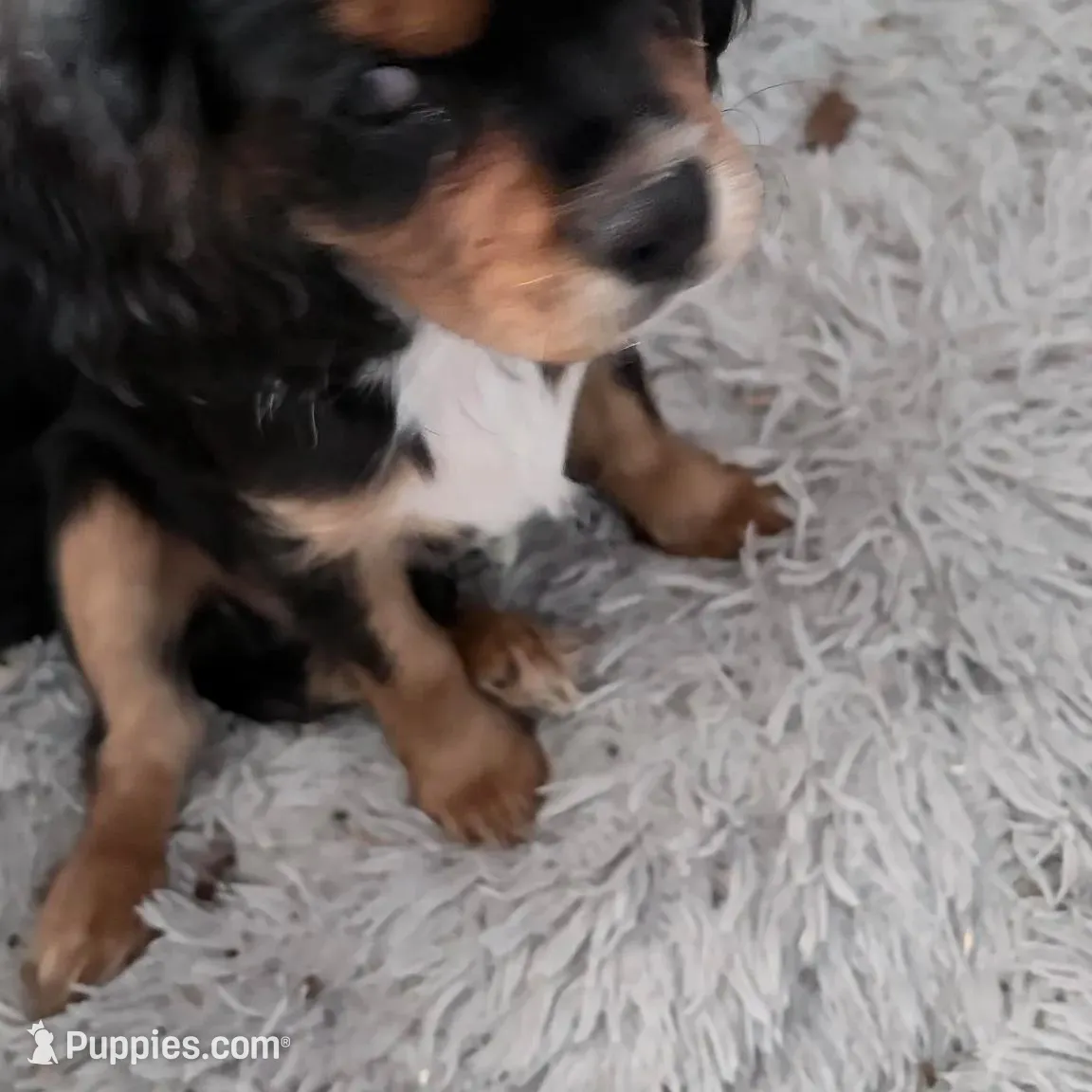 Chewbacca, a male Cavalier King Charles Spaniel for sale in Conway, SC – Photo 5 of 5