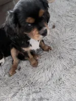 Chewbacca, a male Cavalier King Charles Spaniel for sale in Conway, SC – Photo 5 of 5