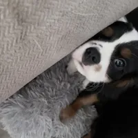 Male 2, a male Cavalier King Charles Spaniel for sale in Conway, SC – Photo 5 of 5