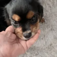 Chewbacca, a male Cavalier King Charles Spaniel for sale in Conway, SC – Photo 1 of 5