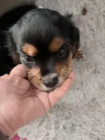 Chewbacca, a male Cavalier King Charles Spaniel for sale in Conway, SC – Photo 1 of 5