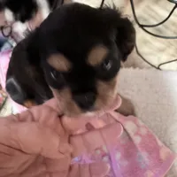 Chewbacca, a male Cavalier King Charles Spaniel for sale in Conway, SC – Photo 3 of 5