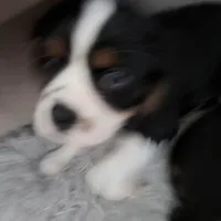 Male 2, a male Cavalier King Charles Spaniel for sale in Conway, SC – Photo 1 of 5