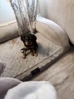 Princess Leah, a female Cavalier King Charles Spaniel for sale in Conway, SC – 3 of 3