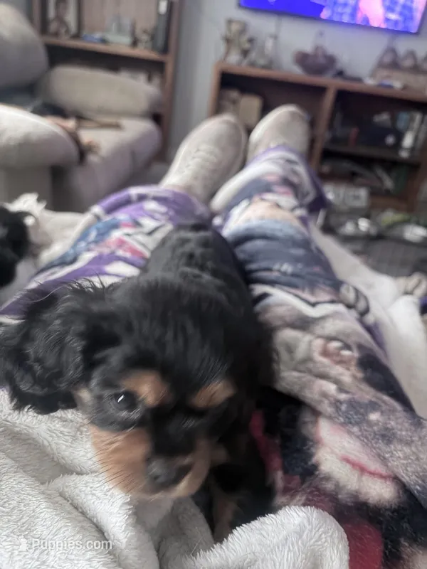 Princess Leah – Cavalier King Charles Spaniel puppy on hold in Conway, SC