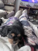 Princess Leah, a female Cavalier King Charles Spaniel for sale in Conway, SC – 1 of 3