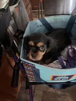 Luke, a male Cavalier King Charles Spaniel for sale in Conway, SC – 2 of 4
