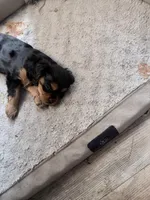 Luke, a male Cavalier King Charles Spaniel for sale in Conway, SC – 4 of 4