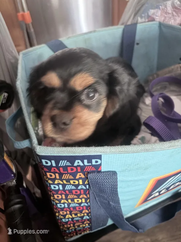 Luke – Cavalier King Charles Spaniel puppy on hold in Conway, SC