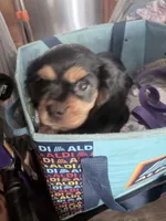 Luke, a male Cavalier King Charles Spaniel for sale in Conway, SC – 1 of 4