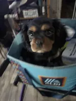 Luke, a male Cavalier King Charles Spaniel for sale in Conway, SC – 3 of 4