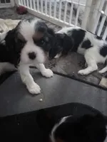 Bonnie, a female Cavalier King Charles Spaniel for sale in Conway, SC – 4 of 5