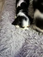 Bonnie, a female Cavalier King Charles Spaniel for sale in Conway, SC – 2 of 5