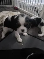 Bonnie, a female Cavalier King Charles Spaniel for sale in Conway, SC – 3 of 5