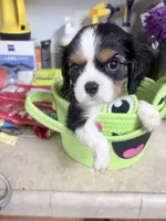Bonnie, a female Cavalier King Charles Spaniel for sale in Conway, SC – 5 of 5