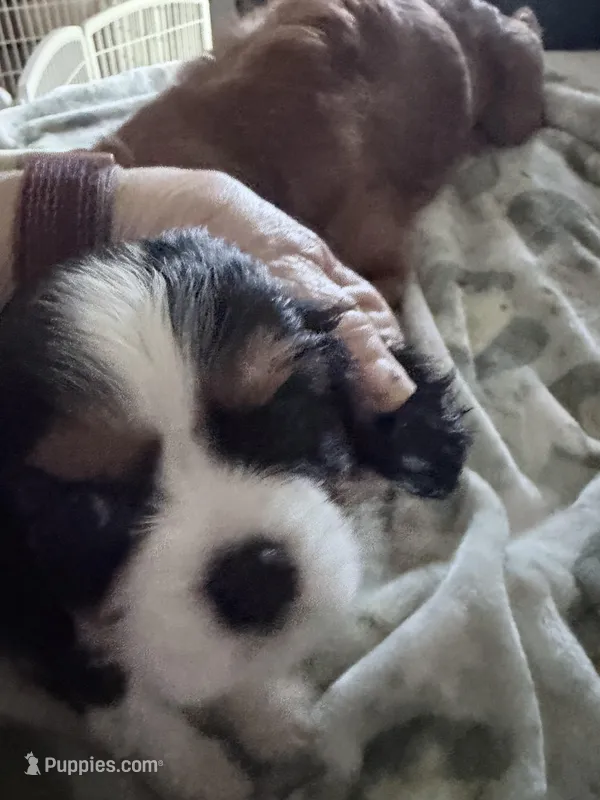 Bonnie – Cavalier King Charles Spaniel puppy for sale in Conway, SC