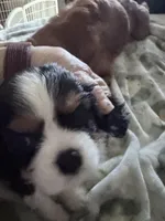 Bonnie, a female Cavalier King Charles Spaniel for sale in Conway, SC – 1 of 5